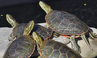 How To Take Care Of Painted Turtle: Everything You Need To Know 